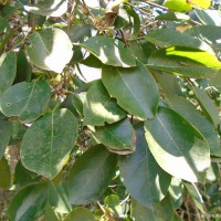 Holoptelea integrifolia (Roxb.) Planch.